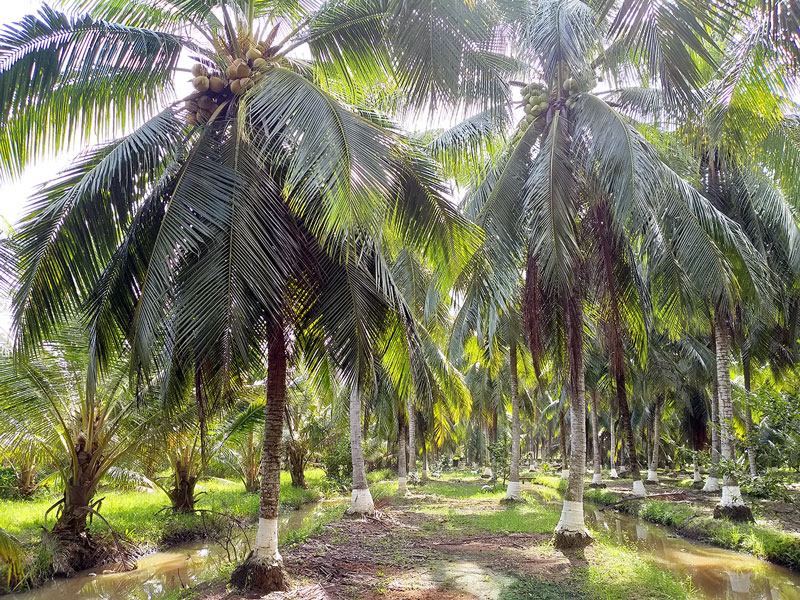 “Đánh thức” tiềm năng cây dừa để thêm sản phẩm tỷ đô